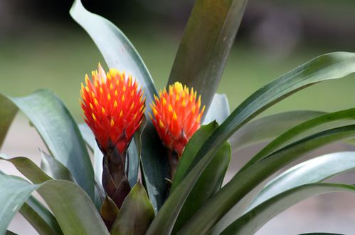 plantes-et-fleurs-exotiques-du-Costa-Rica-1299--2-.jpg