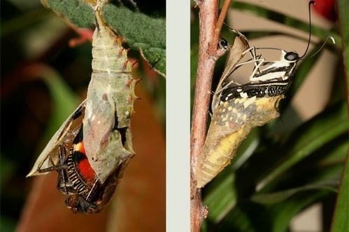 eclosion-papillons-294811.jpg
