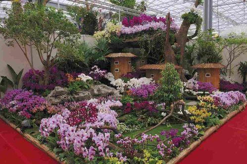 orchidee-japon.jpg
