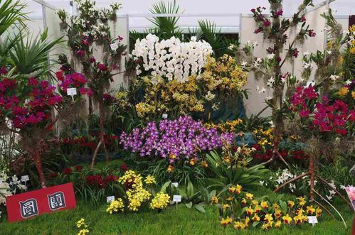 orchidee3.jpg
