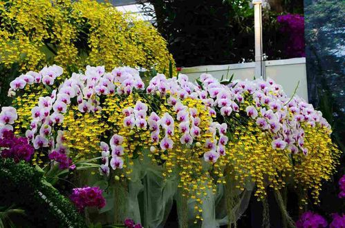 orchidee5.jpg