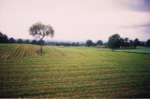 poirier-2.jpg