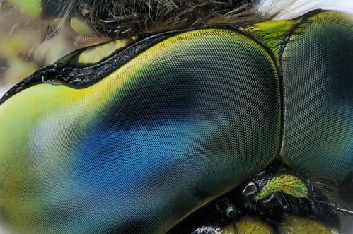 Oeil de la libellule