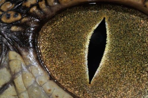oeil d'un crocodile
