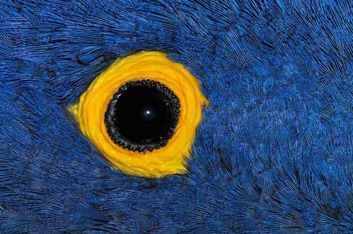 oeil d'un perroquet