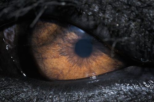 oeil éléphan d'asie