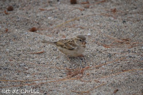 BOUCAN OISEAUX IDC 02