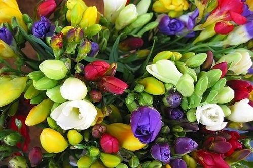 bouquet-freesias-233736