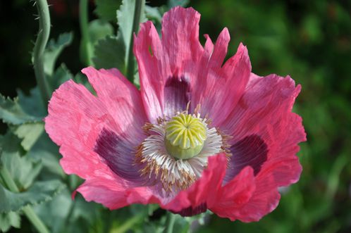 Papaver somniferum (Copier)