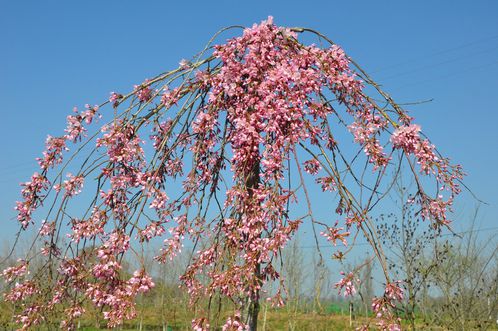 Prunus-printemps-2012 0040 (Copier)