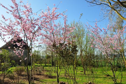 Prunus-printemps-2012 0108 (Copier)