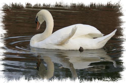 Le-cygne-en-miroir.jpg