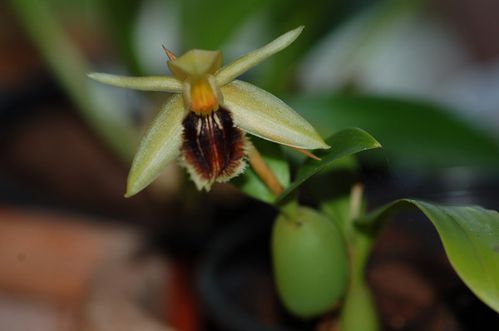 coelogyne fimbriata