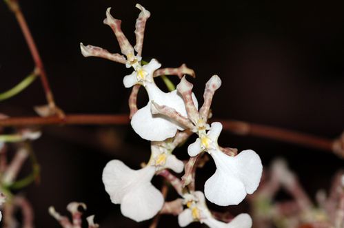 oncidium-bicross.jpg