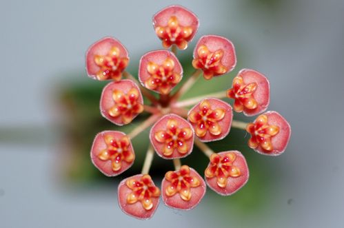 biloba.jpg