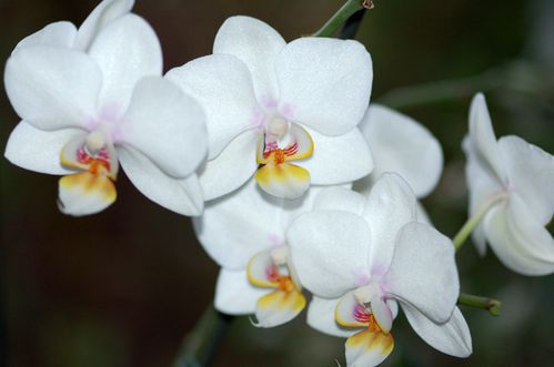 phal-hybride.jpg