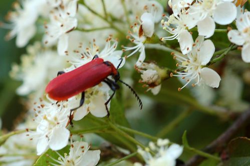 lepture-rouge.jpg
