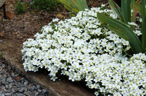 arenaria.jpg