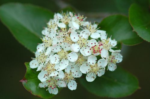 aronia.jpg
