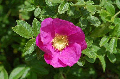 rosa-rugosa.jpg