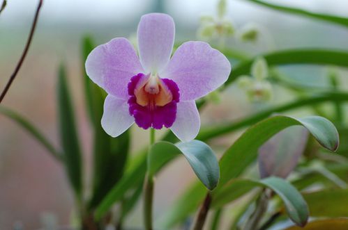 laelia.jpg