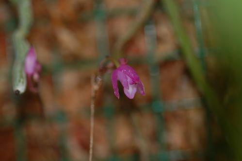nageliella-purpurea 0020