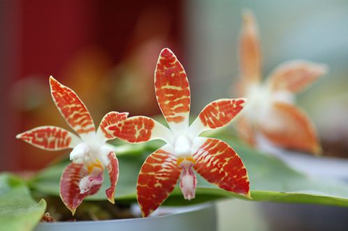phal-sumatrana.jpg