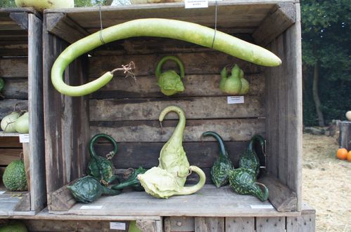 Hortonales2012 046 1