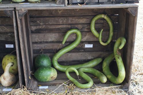 Hortonales2012 048 1