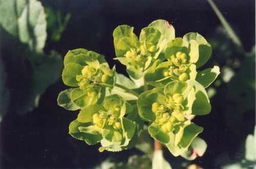 image0-41.jpg