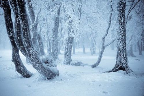 paysage-hiver-521