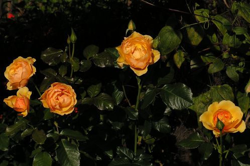 061008-114900 roses