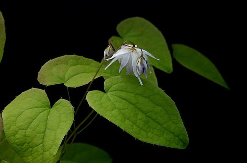 Epimedium-Tama7.jpg