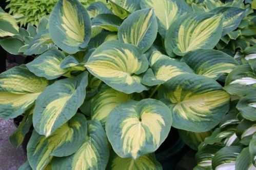 x-hosta-great-expectations-1.jpg