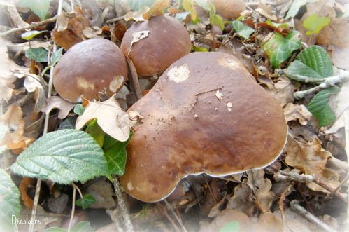champignons 076 picnik