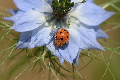 Coccinelle