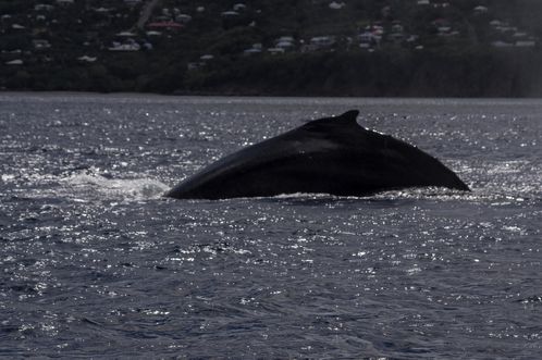 Guadeloupe, baleine dos 2