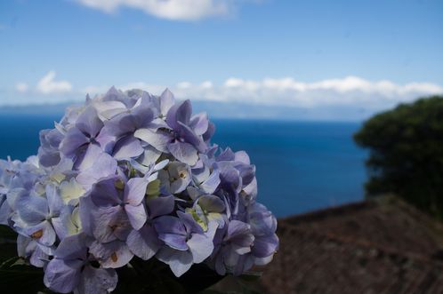 sao Jorge Hortensia