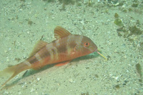 Blue-Lined Goat Fish