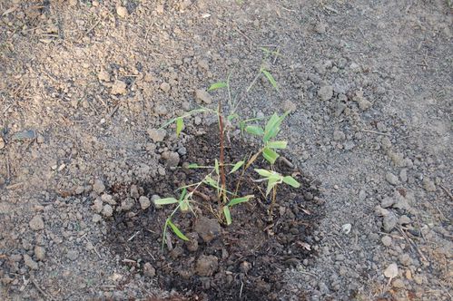 140 - plantations 26