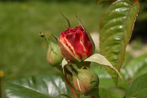 850 jardin Fleurs de Mai 4