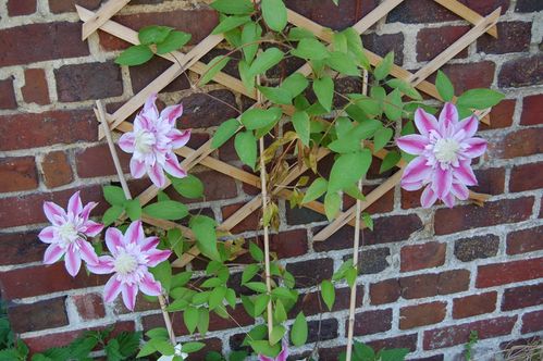 850 jardin Fleurs de Mai 5