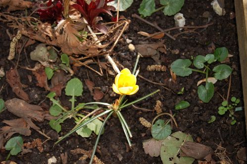 Nature-et-jardin-24-1558.JPG