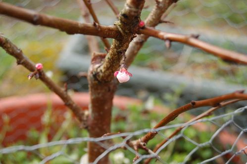 Nature-et-jardin-24-1560.JPG