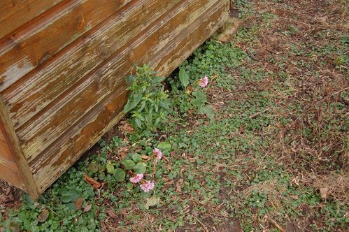 Nature-et-jardin-24-1564.JPG