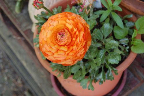 Nature-et-jardin-25 0099