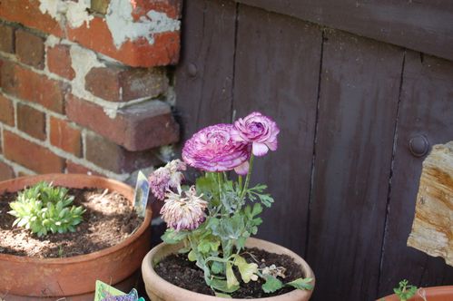 Nature-et-jardin-25 0100