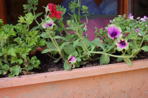 Nature-et-jardin-25 0101