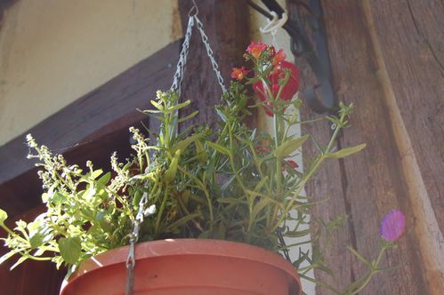 Nature-et-jardin-25 0103