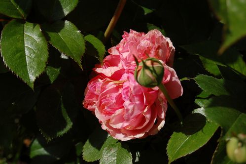 Nature-et-jardin-25 0115